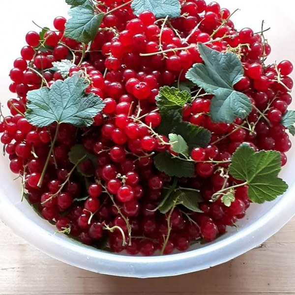 106954812 3241280435895093 5921371993352126158 n