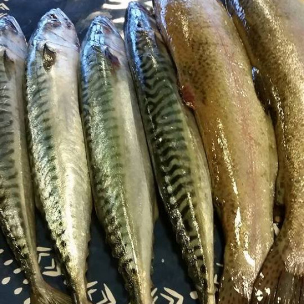 14581544 1262606677095822 6052681584103050016 n